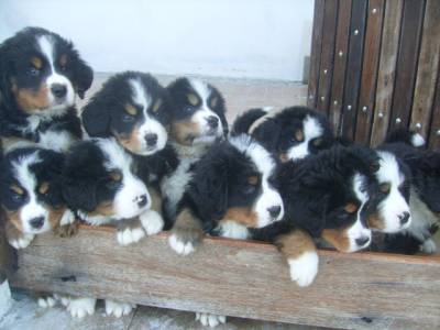 Filhotes de Bernese Mountain