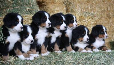 Filhotes de Bernese Mountain