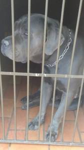 Filhotes Cane Corso