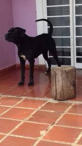 Filhotes Cane Corso