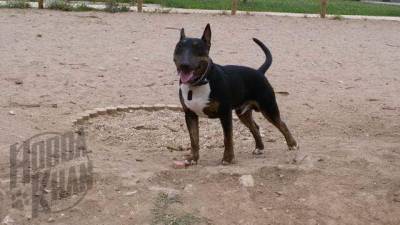 Bull Terrier