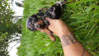 Dachshund ano e miniatura lindos filhotes disponveis