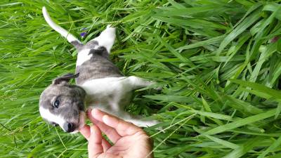 Whippet lindos filhotes disponveis