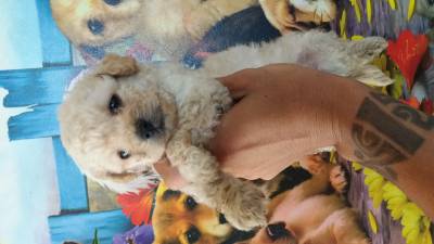 Poodle Toy  lindos filhotes disponveis com pedigree