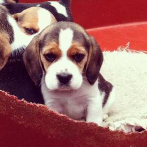 Beagle  Vacinado Vermifugado e Com garantias de sade