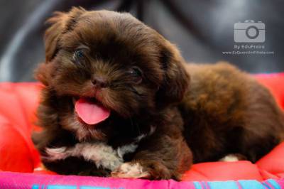 Shih Tzu Puro Vacinado Vermifugado Pedigree e Suporte Veterinrio