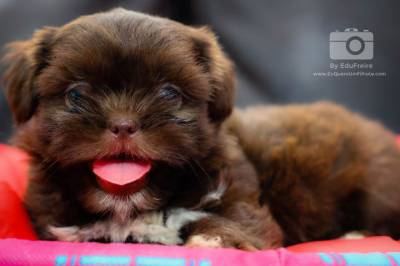 Shih Tzu Puro Vacinado Vermifugado Pedigree e Suporte Veterinrio