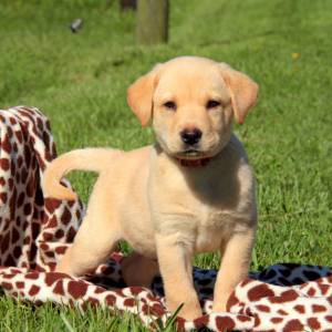 Labrador Puro Vacinado Vermifugado com Pedigree e Suporte Veterinrio