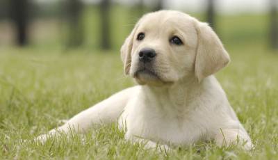 Labrador Puro Vacinado Vermifugado com Pedigree e Suporte Veterinrio