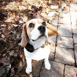 Beagle Puro com Garantias Vacinado Vermifugado e com Pedigree