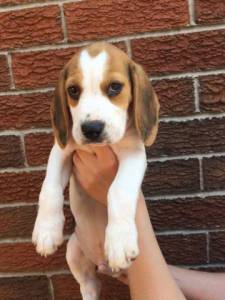 Beagle Puro com Garantias Vacinado Vermifugado e com Pedigree