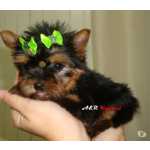 Yorkshire Terrier Yorkshire Filhotes em Curitiba Paran Curitiba