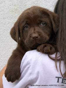 Terras d Moga Labradors