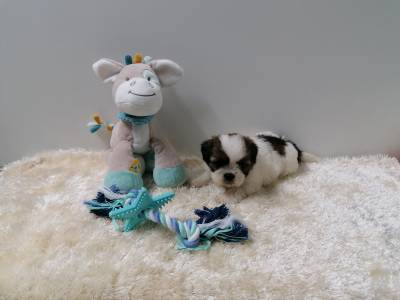 Shih-Tzu Miniatura