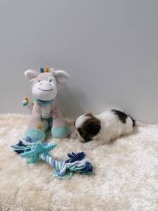 Shih-Tzu Miniatura