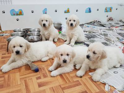 Golden Retriever com LOP Afixo