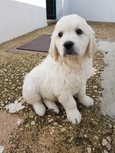 Golden Retriever com LOP Afixo