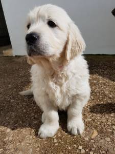 Golden Retriever com LOP Afixo