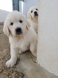 Golden Retriever com LOP Afixo