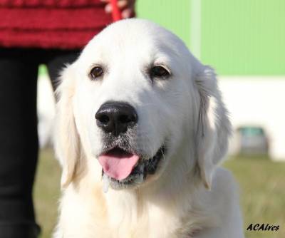 Golden Retriever com LOP Afixo