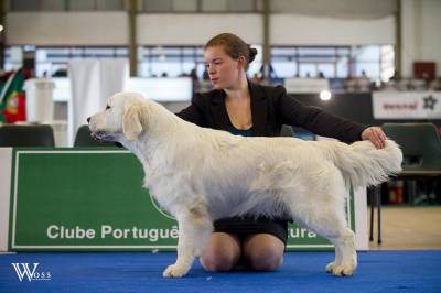 Golden Retriever com LOP Afixo