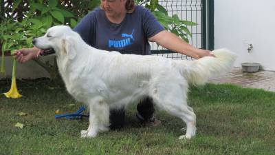 Golden Retriever com LOP Afixo