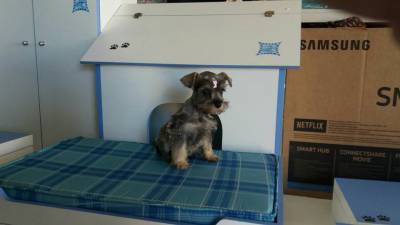 Cachorro Schnauzer Cachorro Schnauzer