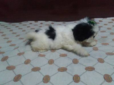 Filhotes de shih tzu