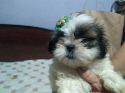 Filhotes de shih tzu