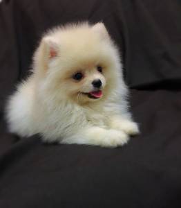 LULU DA POMERANIA ANO