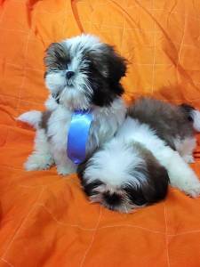 SHIH TZU SO PAULO