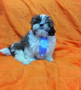 SHIH TZU