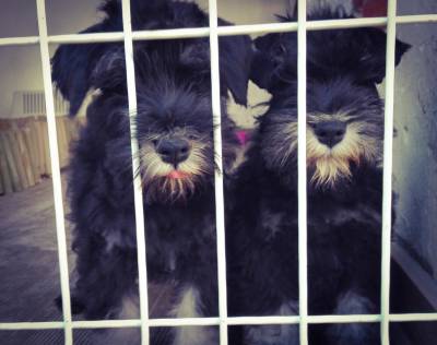 Schnauzer Miniatura criao Seletiva