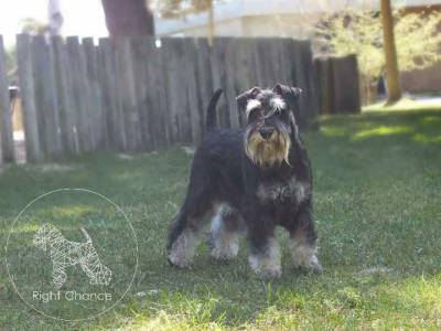 Schnauzer Miniatura criao Seletiva