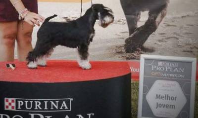 Schnauzer Miniatura criao Seletiva