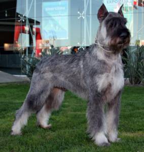 Schnauzer gigante e miniatura