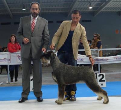 Schnauzer gigante e miniatura