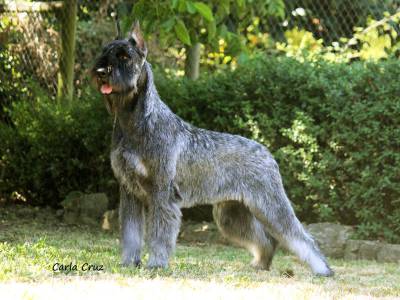 Schnauzer gigante e miniatura