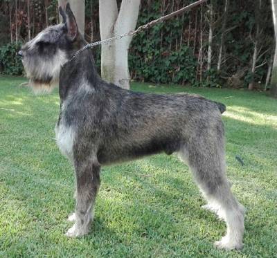 Schnauzer gigante e miniatura