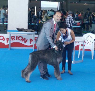 Schnauzer gigante e miniatura