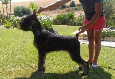 Schnauzer gigante e miniatura