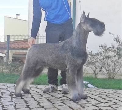 Schnauzer gigante e miniatura