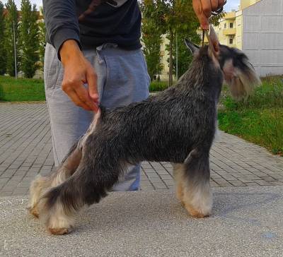 Schnauzer gigante e miniatura