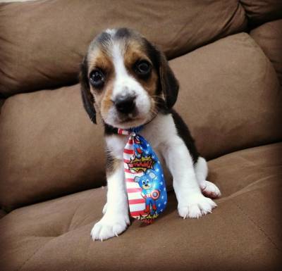 Beagle  Machos