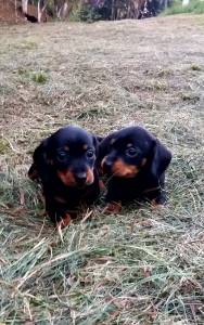 Dachshund Teckel Anes e miniaturas filhotes disponiveis