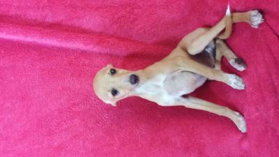 Italian greyhound lindos filhotes disponveis