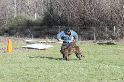 Cachorros de Bouvier de Flandes