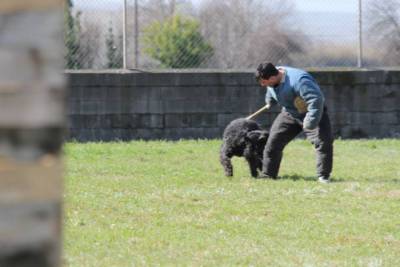 Cachorros de Bouvier de Flandes