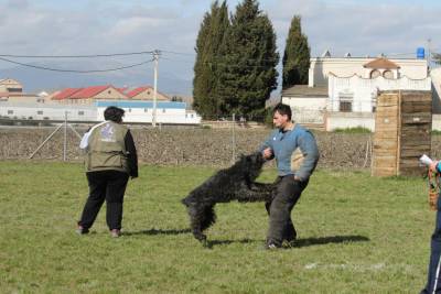 Cachorros de Bouvier de Flandes