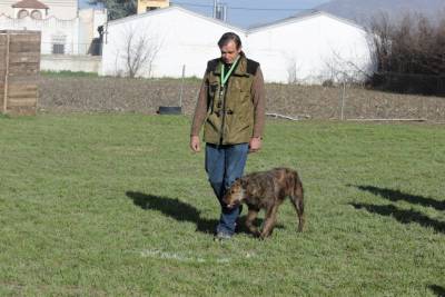 Cachorros de Bouvier de Flandes